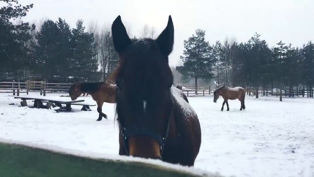 Зимняя сказка во Владимирской области смотреть онлайн