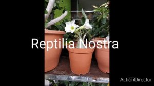 Удобрения-Серамис-Тилландсии-Суккуленты в Reptilia Nostra