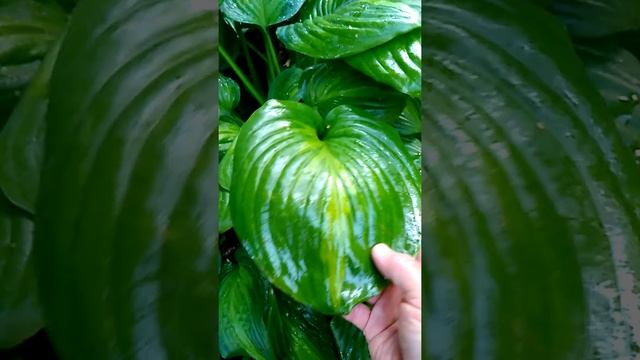 Хоста Авокадо