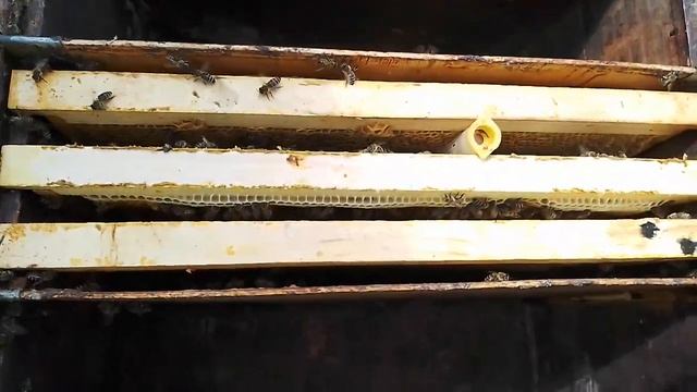 Как сделать отводок пчёл. Нуклеус на Дадан рамку смотреть онлайн