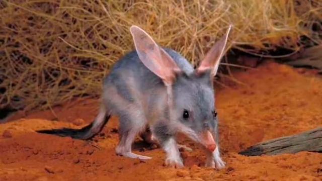 #Animals of #Australia смотреть онлайн