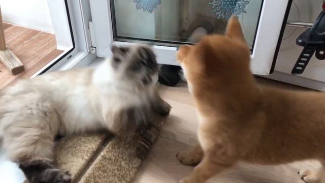Наш рыжий друг Лео. смотреть онлайн