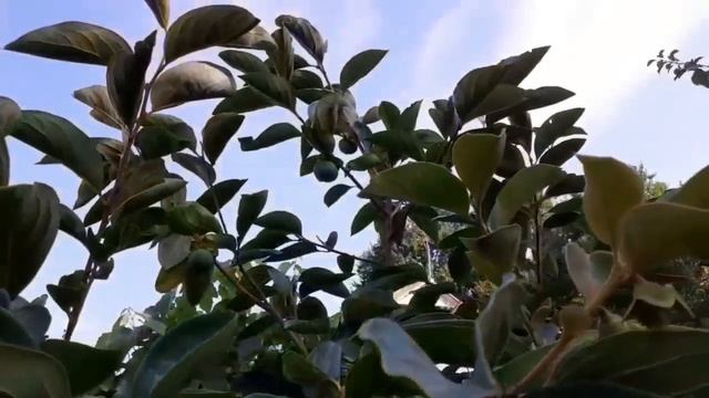 Ейск?Наш огород на юге... смотреть онлайн