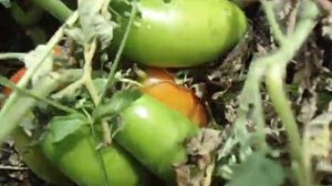 ТОМАТ ДАМСКИЕ ПАЛЬЧИКИ В ГРУНТОВОМ ВАРИАНТЕ.  Ольга Чернова