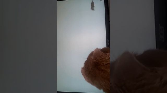 кот и компьютер смотреть онлайн