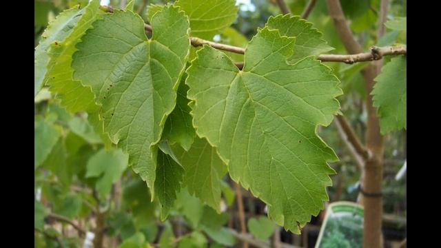 ШЕЛКОВИЦА (MORUS) сем. Тутовые смотреть онлайн