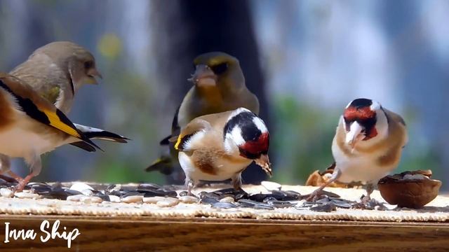 #зяблик #finch #щегол #зеленушка #greenfinch #goldfinch #горлица #dove смотреть онлайн