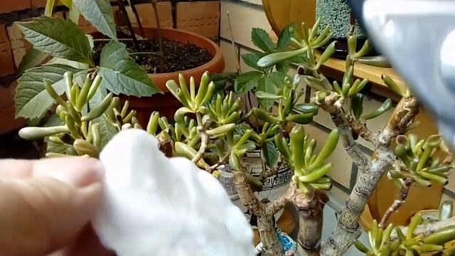 Стволовая гниль на денежном дереве Как избавиться смотреть онлайн