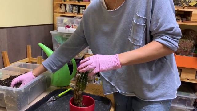 Пересадка кактуса - легко и непринужденно. Не стоит бояться, это не больно) смотреть онлайн