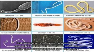 Глисты у собаки: признаки, как понять у мелких пород