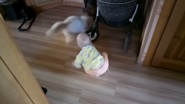 Ребёнок играет с котёнком. смотреть онлайн