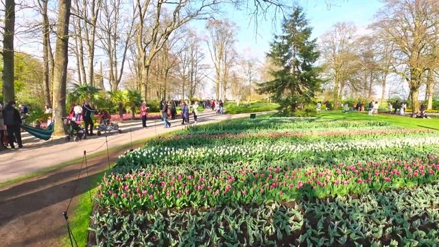 Famous Dutch Flower Park Keukenhof Beautiful Spring Walk 4K HDR 2023