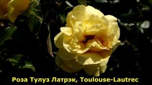 Желтые розы, устойчивые и обильноцветущие сорта, цвет лепестков, напоминает солнце!