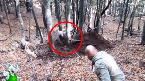 Шокирующие Встречи с Медведями, Снятые на Камеру