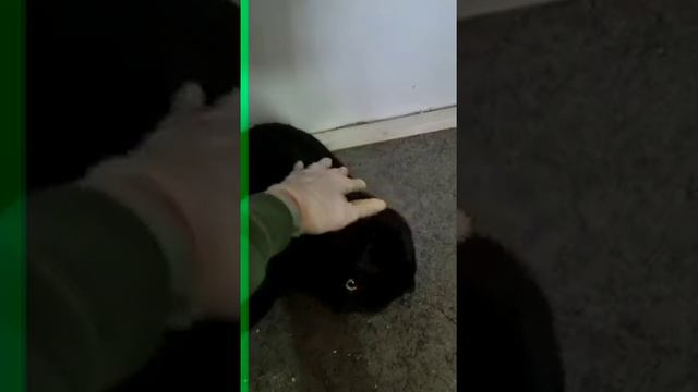 Барон - вислоухий британец в дар! Иркутск. Декабрь 2021 смотреть онлайн