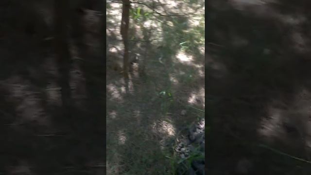 Природа Воронежа 2 смотреть онлайн