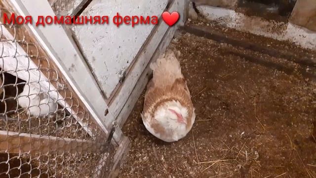 Температура в курятнику зимой#На улице -7, в курятник +6 ? смотреть онлайн