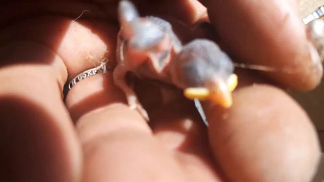 спасение птенцов смотреть онлайн