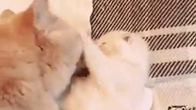Вот что значит настоящая МАМА!!!😸 смотреть онлайн