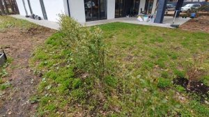 Живая изгородь из кизильника своими руками. Два варианта посадки. #живаяизгородь #кизильник