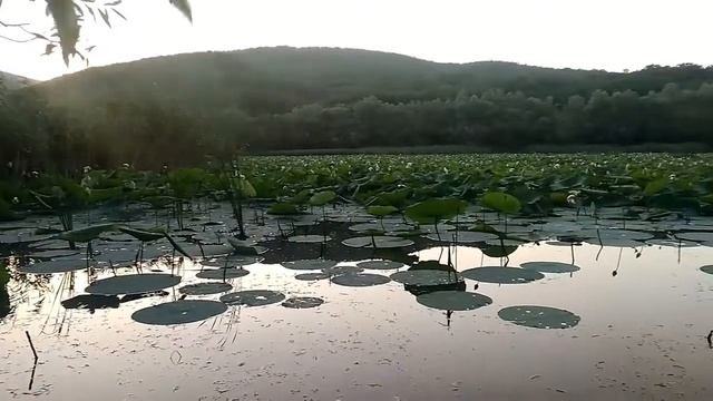 Лотосы Абрау-Дюрсо. Красотииииища!!! смотреть онлайн