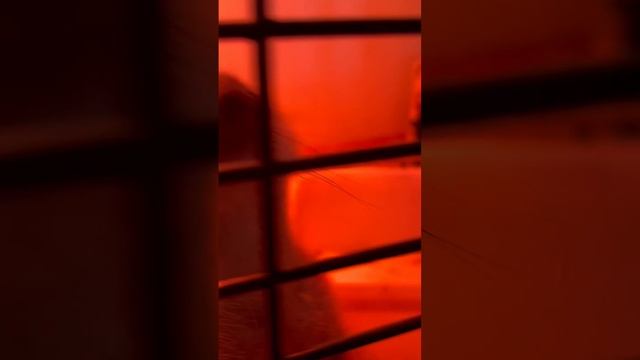 Семья Сурикатов, жизнь пяти Сурикатов смотреть онлайн