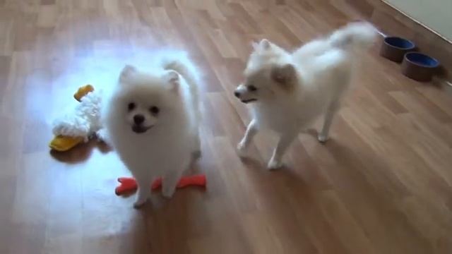 Щенки померанского шпица редких окрасов, возраст 4 месяца смотреть онлайн