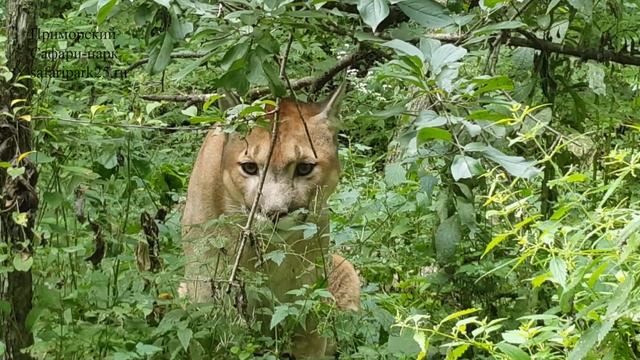 ПУМА,ПУМКА(ПУМЫЧ) В ПРИМОРСКОМ САФАРИ-ПАРКЕ. смотреть онлайн