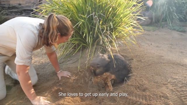 Meet Wattle the wombat at Australia Zoo смотреть онлайн