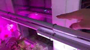 Как подвесить ФИТОЛАМПУ на подоконнике | Огород на Окне | Механический таймер SYSTEC