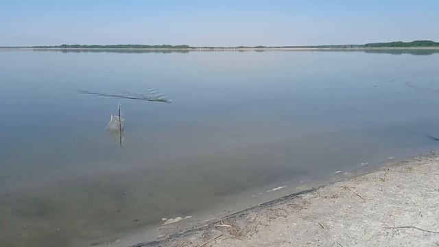 ОЗ СУГОЯК- 2. РЫБАЛКА НА КАРАСЯ В НЕРЕСТОВЫЙ ЗАПРЕТ. смотреть онлайн