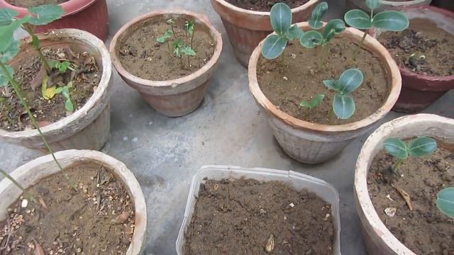 June & July Mey Ye Vegetables Grow Karen | Kitchen Gardening | Urdu/Hindi смотреть онлайн