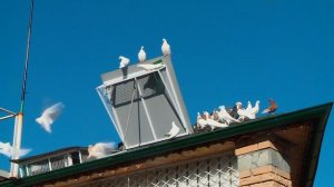 Голуби Ижевские высоколетные