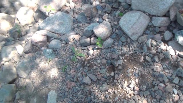 2 2 Желтый гелиодор и золото в больших камнях смотреть онлайн