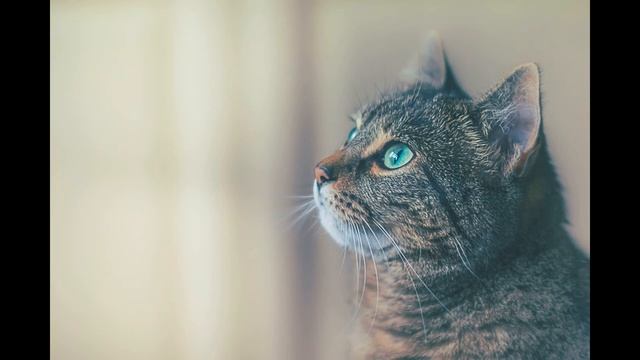 К чему снится Кошка? Значение Сна к чему снится Кошка. Сонник смотреть онлайн