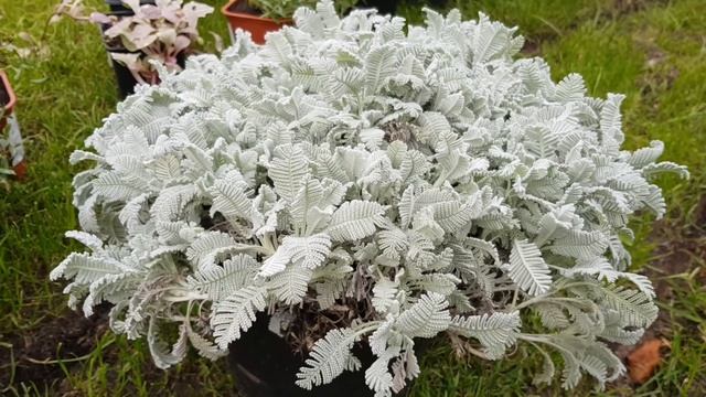 Много новинок для сада/Батат опомнился?/ Обзор работ в саду[миксбордер в бело-розово-голубых тонах]