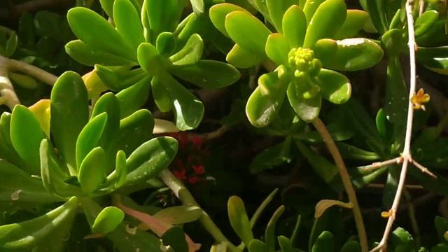 Мирного неба,мягкого хлеба,чистой воды и никакой беды🕊️😘Конец марта,любуемся красотой природы🥀🌿🌼🌿🌸🌿 смотреть онлайн