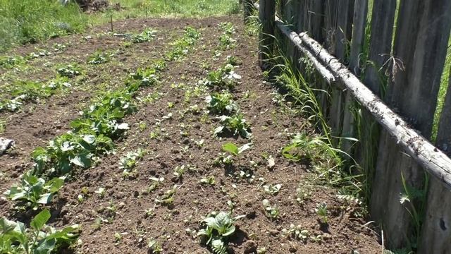 Первое купание собаки, сода vs. муравьи - начало эксперимента и другое... Дом на реке, часть 22 смотреть онлайн