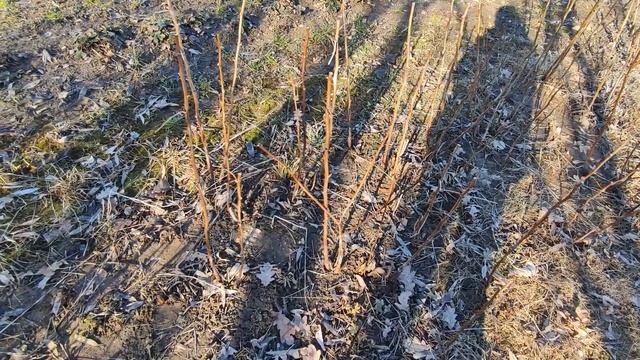 Обрезка малины смотреть онлайн