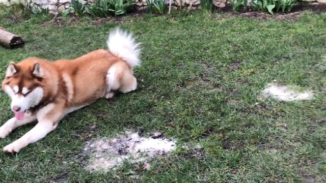Relaxing video #Husky game | Собачі ігри | Хаскі Ремус і Балу смотреть онлайн