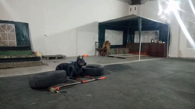 доберман Альма. Комплекс по передним лапам. смотреть онлайн