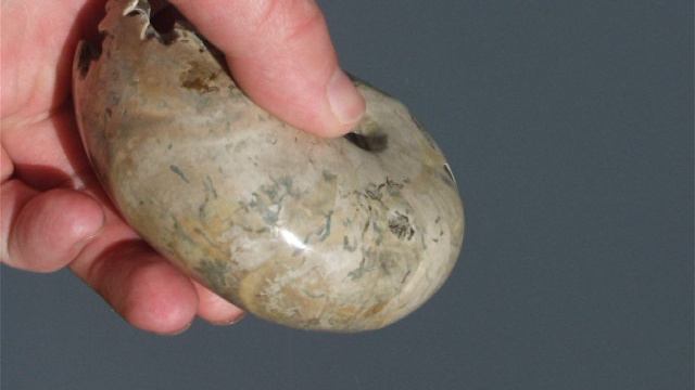 Аммонит Desmoceras из Мадагаскара 9 см // 514nk смотреть онлайн