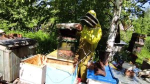 Пчеловодство. Роеловство.Технология ловли бродячих роев. Первые успехи в роеловстве. #Роеловство