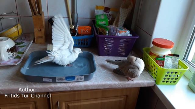 My Pet Pyrrhura Baby parrot - Green-cheeked parakeet смотреть онлайн