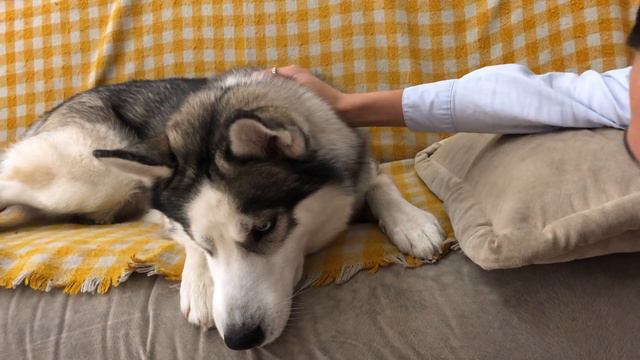 ХАСКИ ГРОМ И ЕГО НОВАЯ ИГРУШКА смотреть онлайн