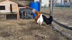 Курица топчет курицу // Hen acts as a rooster