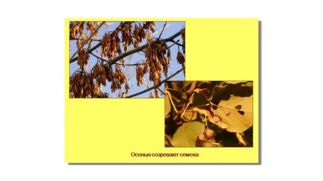 Презентация на тему Осень смотреть онлайн