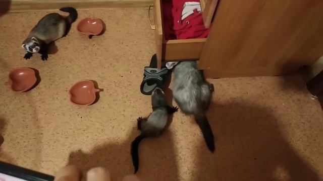 Забавные хорьки смотреть онлайн
