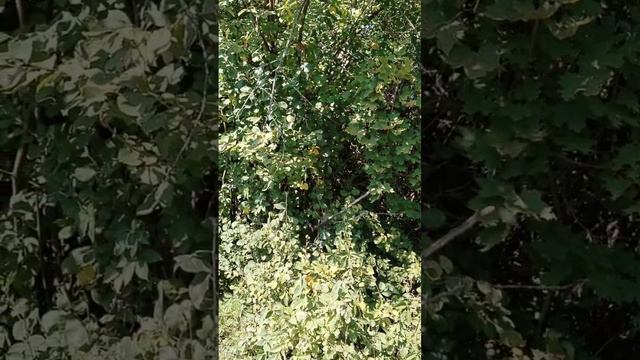 Участок 6 соток. Воронеж. Ближние сады смотреть онлайн