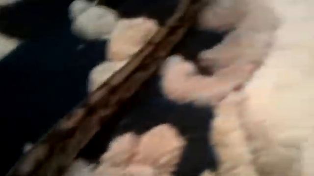 FEMALE BALL PYTHON REVIEW 3-5-12 смотреть онлайн